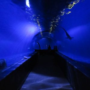 Bull Shark/Nurse Shark Tunnel