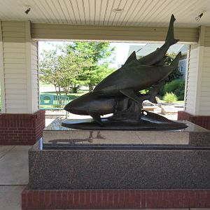 Bull Shark Statue
