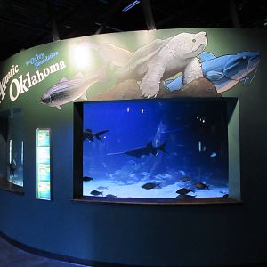 Aquatic Oklahoma - Paddlefish Exhibit
