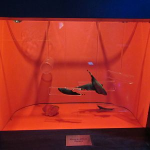 Black Ghost Knifefish Exhibit (interesting concept)
