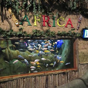 African Cichlid Exhibit