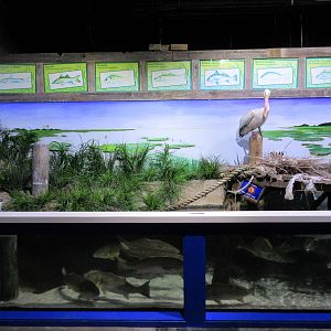 Coastal Marsh Exhibit