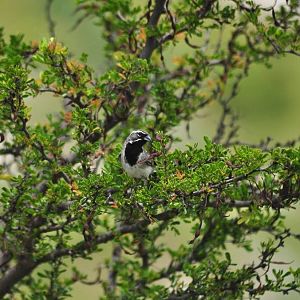 Black-throated Sparrow - Texas