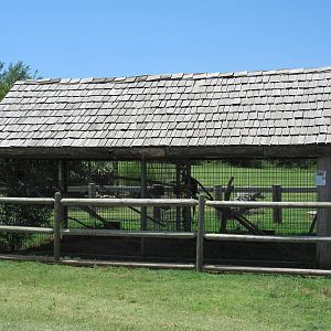 Eclectus Parrot + Scarlet Macaw Exhibits