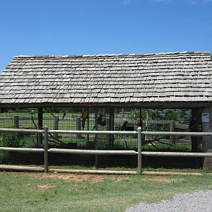 Green Wing Macaw + Blue + Gold Macaw Exhibits
