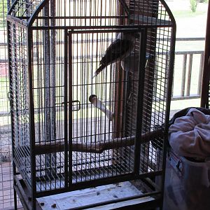 Kookaburra Cage
