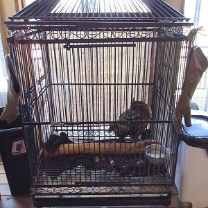 Eurasian Eagle Owl Cage