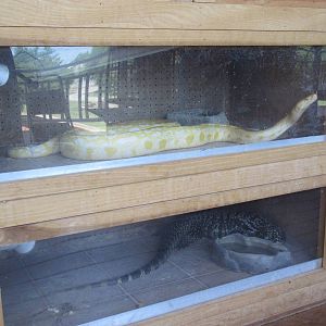 Burmese Python + Argentine Black + White Tegu Exhibits