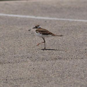 Killdeer - Texas