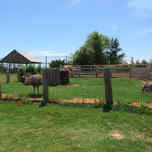 Emu Exhibit