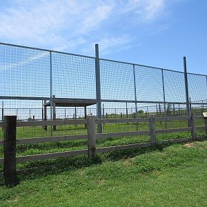 Grizzly Bear Exhibit