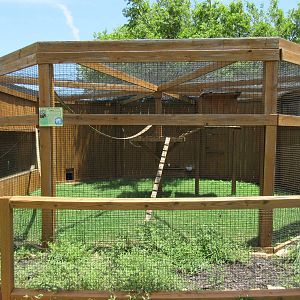 Black + White Ruffed Lemur Exhibit #1