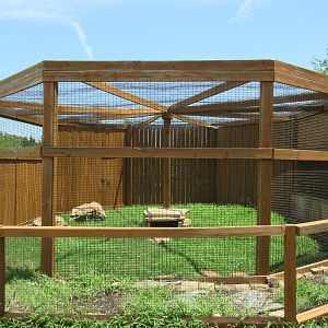 Black + White Ruffed Lemur Exhibit #2