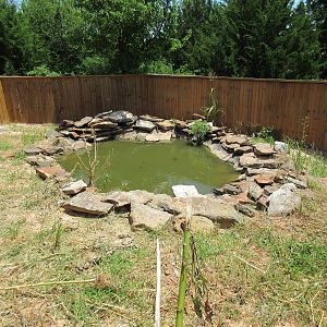 American Alligator Exhibit