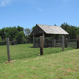 Red Kangaroo Exhibit