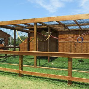 Colombian Black Spider Monkey Exhibit