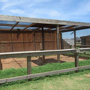 Tiger Exhibit (golden variety)