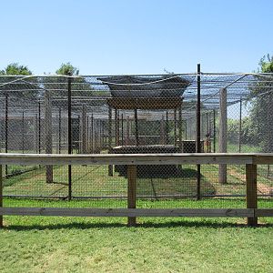 Jaguar Exhibit (black specimen)