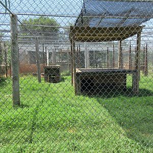 African Leopard Exhibit