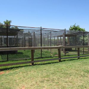 African Leopard + Jaguar Exhibits