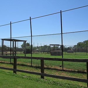 White Tiger Exhibit - is that fence high enough?