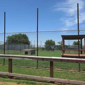 African Lion Exhibit - is that fence high enough?