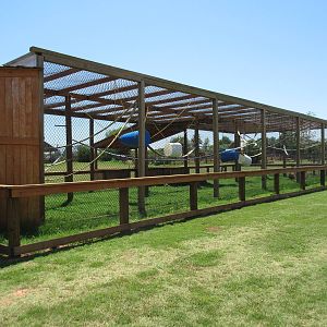 White-Handed Gibbon Exhibit