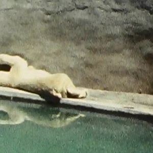 Polar Bear - 1977
