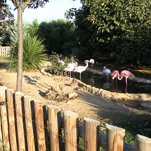 flamingoes 2005