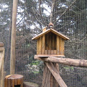 Giant squirrell Ratufa bicolor 2013