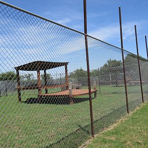 African Lion Exhibit - is that fence high enough?