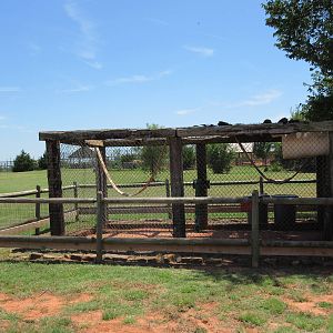 Ring-Tailed Lemur Exhibit