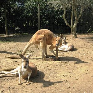 Macropus rufus