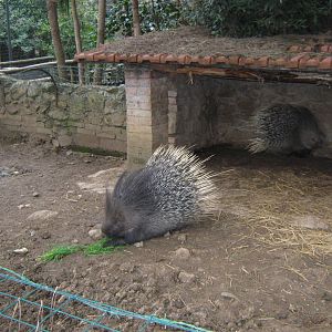 African porcupine 2013