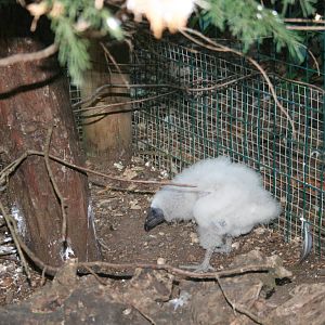 Cathartes aurea chick 2015