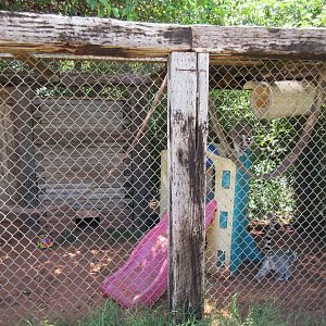 Ring-Tailed Lemur Exhibit (one of many)