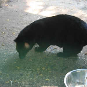 masked palm civet ssp. 2015