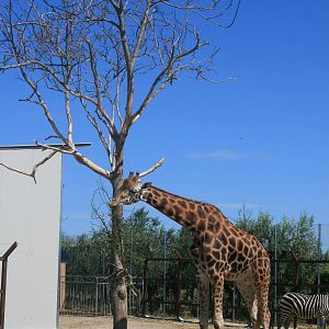 Baringo giraffe male