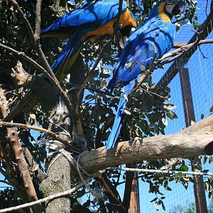 Blue and yellow macaw