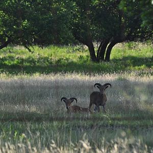 Aoudad - Texas