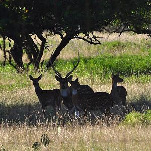 Axis Deer - Texas