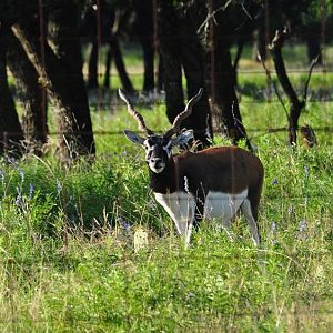Blackbuck - Texas