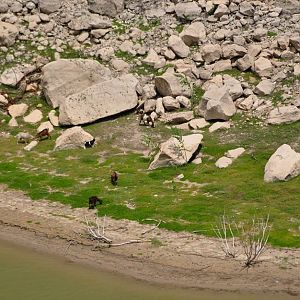 Domestic Goats grazing along the Pecos River - Texas