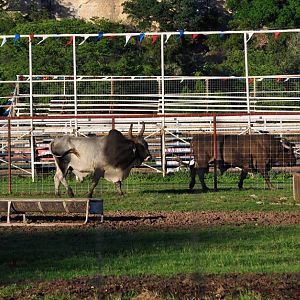 Brahman and Santa Gertudis cattle - Texas