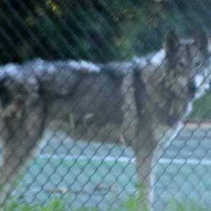 Spotted, from the road, in a fenced enclosure on private property in Ingrah