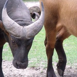 congo buffalo