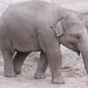 Young Asian Elephant