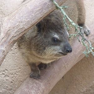 Rock Hyrax