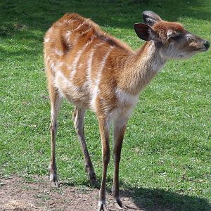 Sitatunga