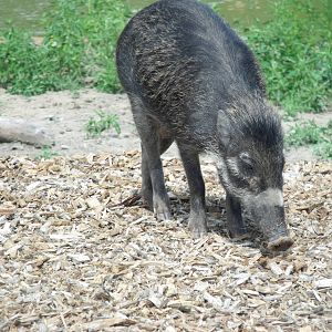 Visayan Warty Pig